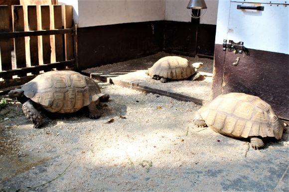 У Центральному парку оселилися африканські черепахи на сайті 20minut.ua У Центральному парку оселилися африканські черепахи, фото №4 на сайті 20minut.ua