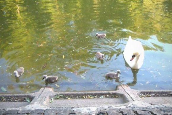 Фото дня. Малі лебеді підросли і стали схожими на батьків, фото №1 на сайті 20minut.ua