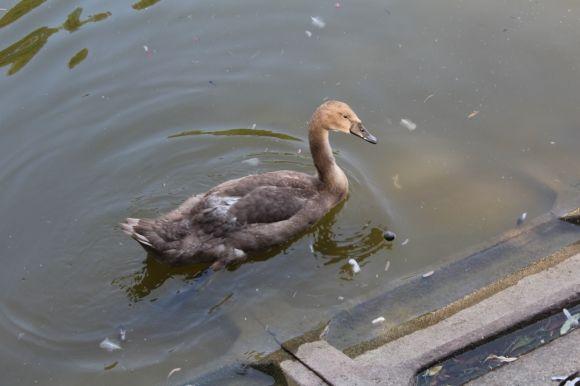 Фото дня. Малі лебеді підросли і стали схожими на батьків, фото №3 на сайті 20minut.ua