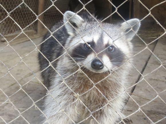 Приватний зоопарк з Дубового переїжджає. Вхід буде платним?, фото №8 на сайті vsim.ua