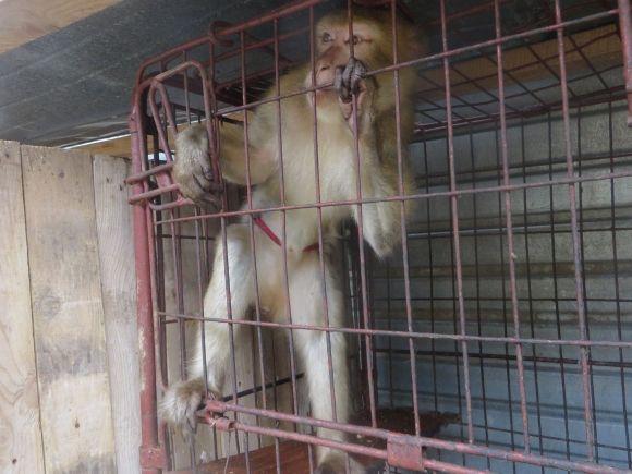 Приватний зоопарк з Дубового переїжджає. Вхід буде платним?, фото №7 на сайті vsim.ua