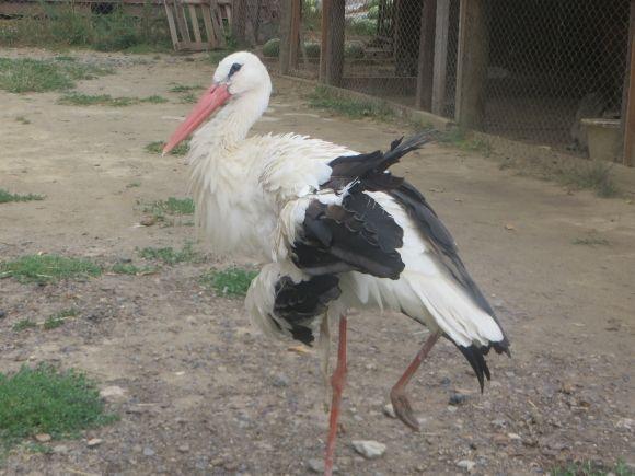 Приватний зоопарк з Дубового переїжджає. Вхід буде платним?, фото №6 на сайті vsim.ua