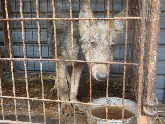 Приватний зоопарк з Дубового переїжджає. Вхід буде платним?, фото №2 на сайті vsim.ua