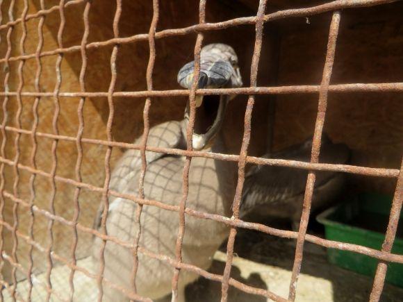 Приватний зоопарк з Дубового переїжджає. Вхід буде платним?, фото №12 на сайті vsim.ua