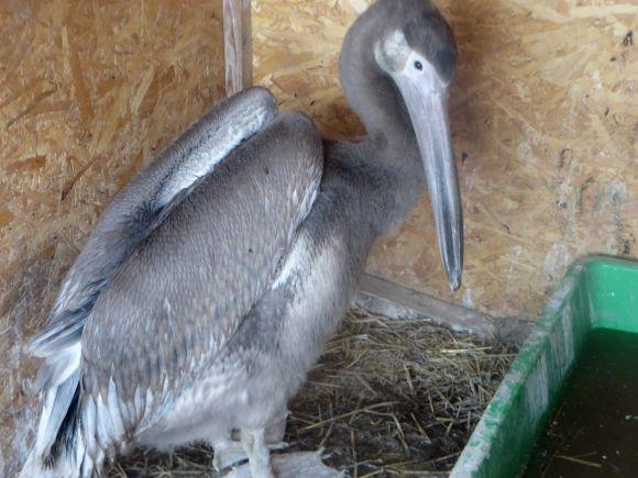Приватний зоопарк з Дубового переїжджає. Вхід буде платним?, фото №1 на сайті vsim.ua
