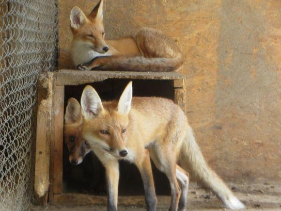 Приватний зоопарк з Дубового переїжджає. Вхід буде платним?, фото №9 на сайті vsim.ua