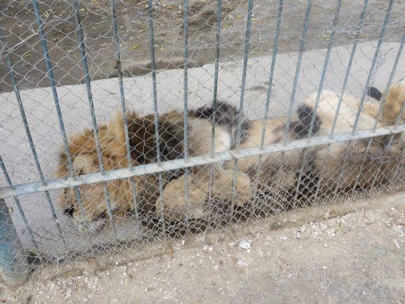 Приватний зоопарк з Дубового переїжджає. Вхід буде платним?, фото №10 на сайті vsim.ua