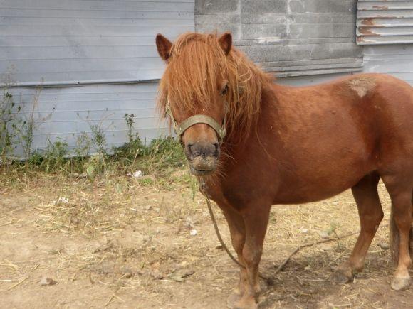 Приватний зоопарк з Дубового переїжджає. Вхід буде платним?, фото №5 на сайті vsim.ua