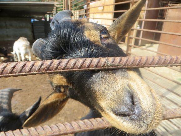 Приватний зоопарк з Дубового переїжджає. Вхід буде платним?, фото №11 на сайті vsim.ua