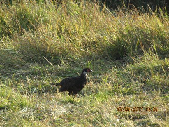 Мисливці не купують патрони, а розмножують фауну (оновлено) на сайті 20minut.ua Мисливці не купують патрони, а розмножують фауну (оновлено), фото №3 на сайті 20minut.ua