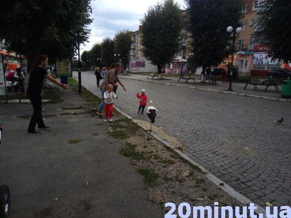 Фото дня: у центрі Кам'янця гуляє лелека, фото №3 на сайті 20minut.ua