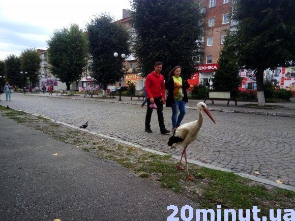 Фото дня: у центрі Кам'янця гуляє лелека, фото №1 на сайті 20minut.ua