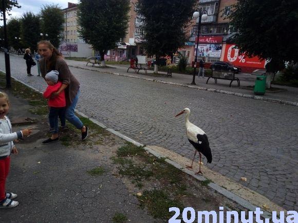 Фото дня: у центрі Кам'янця гуляє лелека, фото №2 на сайті 20minut.ua