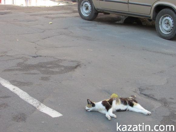 Козятинські моменти 7 вересня на сайті 20minut.ua Козятинські моменти 7 вересня, фото №3 на сайті 20minut.ua