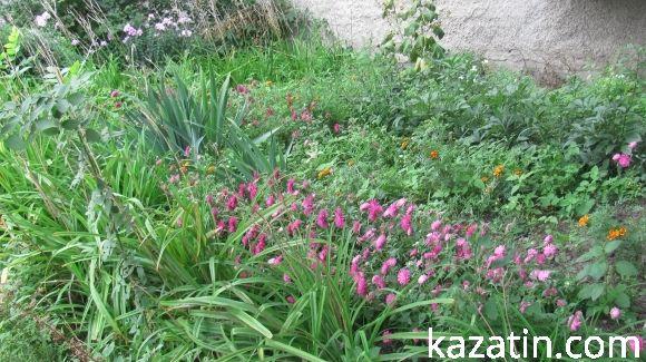 Яскраві квітники прикрашають місто на сайті 20minut.ua Яскраві квітники прикрашають місто, фото №14 на сайті 20minut.ua