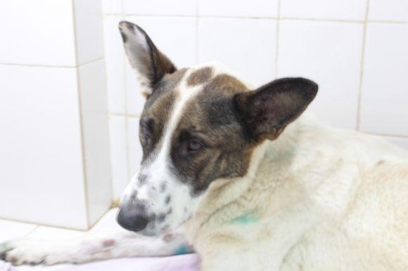 Швидка допомога для тварин: скільки коштує та як лікують? на сайті 20minut.ua Швидка допомога для тварин: скільки коштує та як лікують?, фото №1 на сайті 20minut.ua