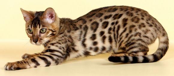 «Леопардові» бенгали і граційні сфінкси. Хмельничанам покажуть котів унікальних порід, фото №1 на сайті vsim.ua