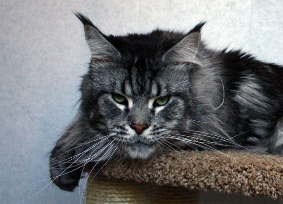 «Леопардові» бенгали і граційні сфінкси. Хмельничанам покажуть котів унікальних порід, фото №2 на сайті vsim.ua