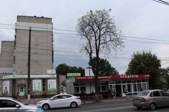 Чому зацвіли каштани на Замостянській вулиці?, фото №2 на сайті 20minut.ua