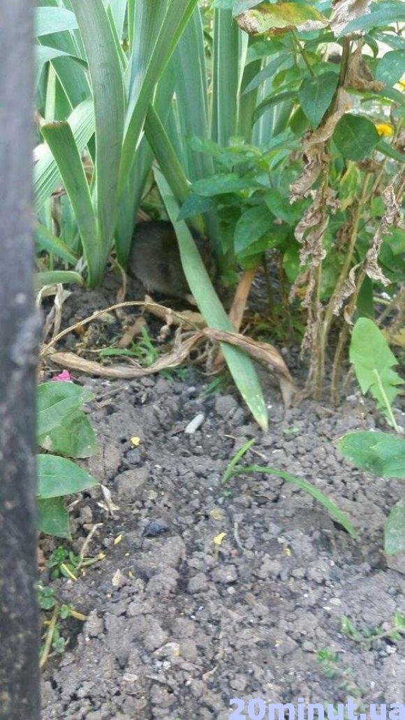 На БАМі мешканці скаржаться на щура і кажуть, що ЖЕК не хоче його труїти на сайті 20minut.ua На БАМі мешканці скаржаться на щура і кажуть, що ЖЕК не хоче його труїти, фото №1 на сайті 20minut.ua