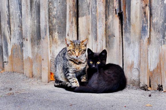 Хто тут живе?  Мешканці "білого дому" на Пушкіна, фото №12 на сайті vsim.ua