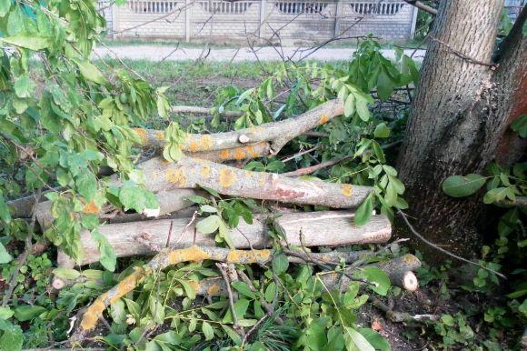 Конфлікт у Щітках: «Сьогодні порубав горіхи, а завтра — мій дім?», фото №4 на сайті 20minut.ua