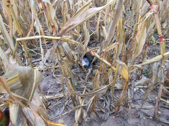 На Дунаєвеччині затримали молодика, що пограбував пенсіонерку, фото №2 на сайті vsim.ua