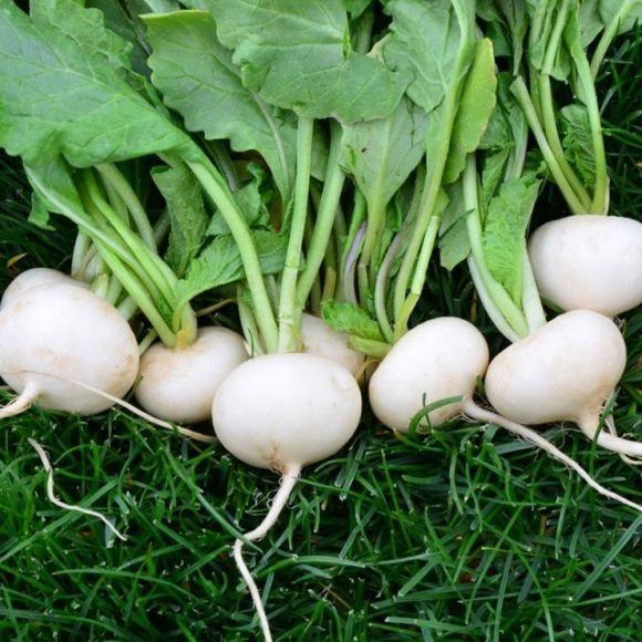 28 вересня - день Микити Готського. Сьогодні задобрюють  домовика та варять ріпу, фото №3 на сайті vsim.ua