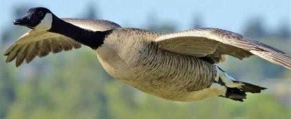 28 вересня - день Микити Готського. Сьогодні задобрюють  домовика та варять ріпу, фото №2 на сайті vsim.ua