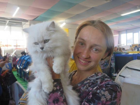 Мейн-куни, шотландці і бенгали: у Хмельницькому показують котів унікальних порід, фото №1 на сайті vsim.ua