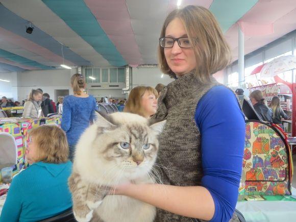Новини Хмельницького - фото з Мейн-куни, шотландці і бенгали: у Хмельницькому показують котів унікальних порід Мейн-куни, шотландці і бенгали: у Хмельницькому показують котів унікальних порід, фото №3 на сайті vsim.ua
