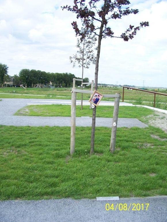 У Голландії цвітуть соняхи в пам’ять про загиблих малайзійського «Боїнга-777», фото №8 на сайті 20minut.ua