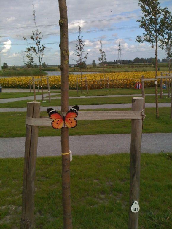 У Голландії цвітуть соняхи в пам’ять про загиблих малайзійського «Боїнга-777», фото №7 на сайті 20minut.ua