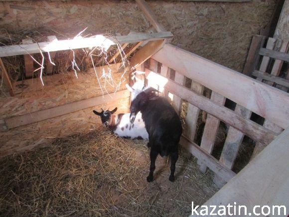 Діткам пропонують спілкуватися зі звірятками на сайті 20minut.ua Діткам пропонують спілкуватися зі звірятками, фото №6 на сайті 20minut.ua