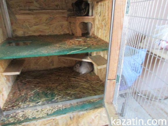 Діткам пропонують спілкуватися зі звірятками на сайті 20minut.ua Діткам пропонують спілкуватися зі звірятками, фото №7 на сайті 20minut.ua