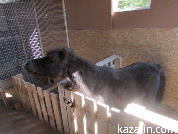 Діткам пропонують спілкуватися зі звірятками на сайті 20minut.ua Діткам пропонують спілкуватися зі звірятками, фото №5 на сайті 20minut.ua