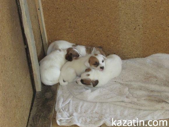 Діткам пропонують спілкуватися зі звірятками на сайті 20minut.ua Діткам пропонують спілкуватися зі звірятками, фото №1 на сайті 20minut.ua