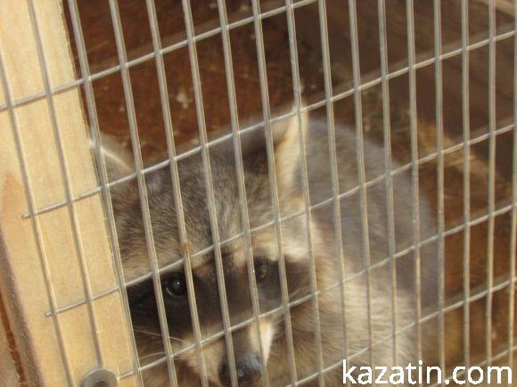 Діткам пропонують спілкуватися зі звірятками на сайті 20minut.ua Діткам пропонують спілкуватися зі звірятками, фото №2 на сайті 20minut.ua