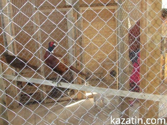 Діткам пропонують спілкуватися зі звірятками на сайті 20minut.ua Діткам пропонують спілкуватися зі звірятками, фото №8 на сайті 20minut.ua