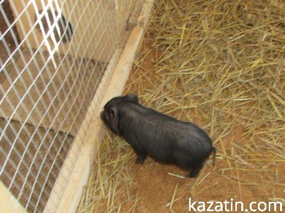 Діткам пропонують спілкуватися зі звірятками на сайті 20minut.ua Діткам пропонують спілкуватися зі звірятками, фото №4 на сайті 20minut.ua