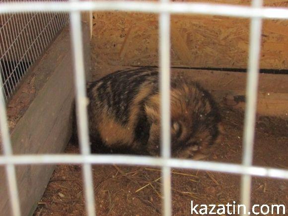 Діткам пропонують спілкуватися зі звірятками на сайті 20minut.ua Діткам пропонують спілкуватися зі звірятками, фото №3 на сайті 20minut.ua