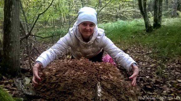 80 сантиметрів та 10 кілограмів: на Хмельниччині знайшли рідкісний гриб на сайті vsim.ua 80 сантиметрів та 10 кілограмів: на Хмельниччині знайшли рідкісний гриб, фото №3 на сайті vsim.ua