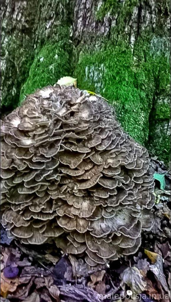 80 сантиметрів та 10 кілограмів: на Хмельниччині знайшли рідкісний гриб на сайті vsim.ua 80 сантиметрів та 10 кілограмів: на Хмельниччині знайшли рідкісний гриб, фото №1 на сайті vsim.ua