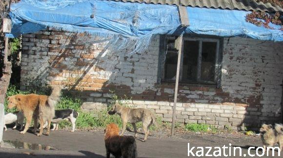Нова зграя бродячих собак тероризує центр міста на сайті 20minut.ua Нова зграя бродячих собак тероризує центр міста, фото №2 на сайті 20minut.ua