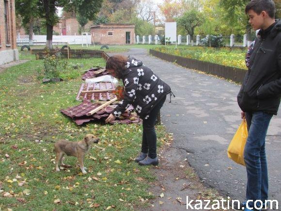 Нова зграя бродячих собак тероризує центр міста на сайті 20minut.ua Нова зграя бродячих собак тероризує центр міста, фото №4 на сайті 20minut.ua