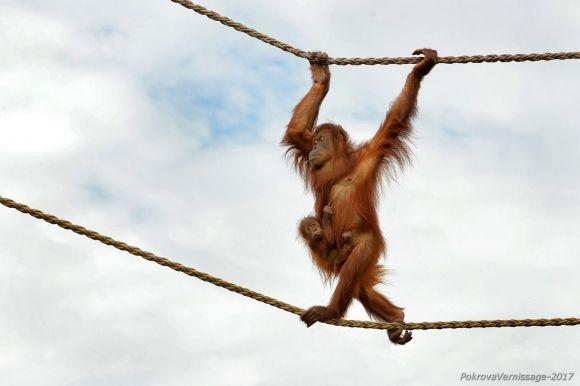18 країн і 55 світлин: у Хмельницькому відкрили виставку “Фотовернісаж на Покрову” на сайті vsim.ua 18 країн і 55 світлин: у Хмельницькому відкрили виставку “Фотовернісаж на Покрову”, фото №3 на сайті vsim.ua