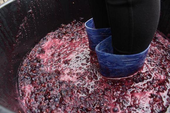 Як на фесті-пікніку «Громадська кухня» ногами чавили 50 кілограм винограду на сайті 20minut.ua Як на фесті-пікніку «Громадська кухня» ногами чавили 50 кілограм винограду, фото №8 на сайті 20minut.ua