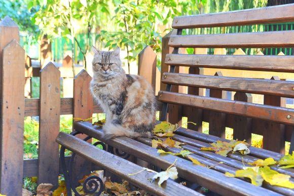 "Бабине літо" у Хмельницькому. Кілька яскравих фото для гарного настрою, фото №18 на сайті vsim.ua