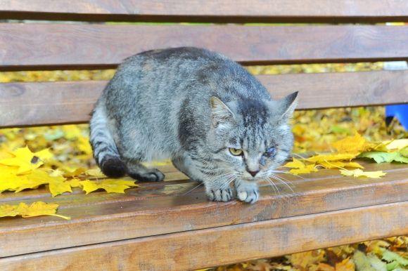 "Бабине літо" у Хмельницькому. Кілька яскравих фото для гарного настрою, фото №17 на сайті vsim.ua