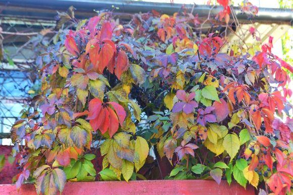 "Бабине літо" у Хмельницькому. Кілька яскравих фото для гарного настрою, фото №4 на сайті vsim.ua